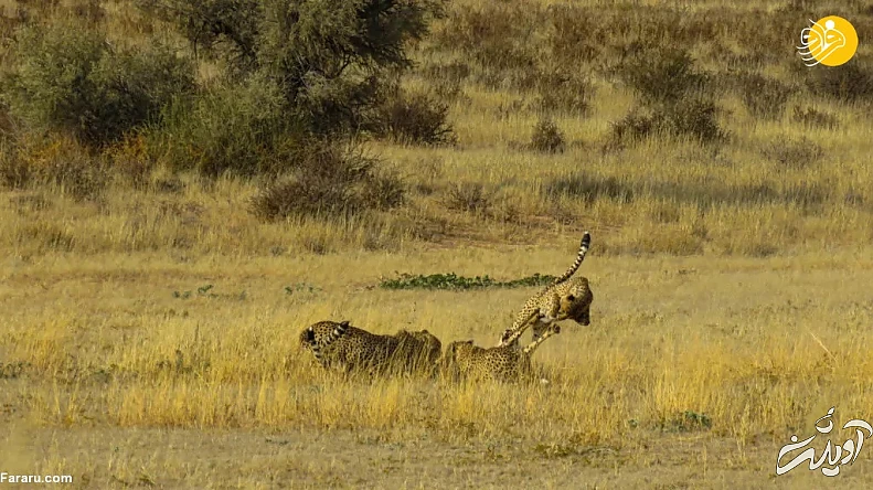 (ویدئو) (ویدئو)